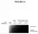 Fig. 12 - Methods and compositions for targeted cleavage and recombination