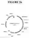 Fig. 27 - Methods and compositions for targeted cleavage and recombination