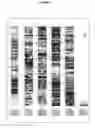 Fig. 04 - Phloretin glycosyltransferases, polynucleotides encoding these and methods of use