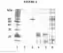 Fig. 07 - Phloretin glycosyltransferases, polynucleotides encoding these and methods of use