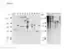 Fig. 02 - Agrobacterium-mediated method for producing transformed maize or rice