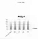 Fig. 25 - Nucleic acids encoding plant glutamine phenylpyruvate transaminase (GPT) and uses thereof