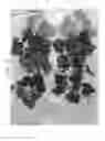 Fig. 30 - Nucleic acids encoding plant glutamine phenylpyruvate transaminase (GPT) and uses thereof