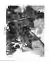 Fig. 32 - Nucleic acids encoding plant glutamine phenylpyruvate transaminase (GPT) and uses thereof