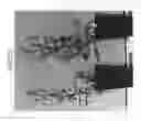 Fig. 34 - Nucleic acids encoding plant glutamine phenylpyruvate transaminase (GPT) and uses thereof