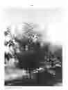 Fig. 02 - Apricot tree named 'DANIEL'