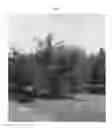 Fig. 02 - POMEGRANATE TREE NAMED 'EMEK'