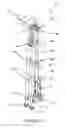 Fig. 07 - Collapsible walking device