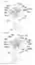 Fig. 09 - Tricycle kick board