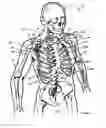 Fig. 02 - INTER-SCAPULAR BOLSTER