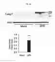 Fig. 22 - Methods and compositions for treating cancer
