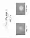 Fig. 32 - METHODS FOR THE INDUCTION OF A CELL TO ENTER THE ISLET 1+ LINEAGE AND A METHOD FOR THE EXPANSION THEREOF