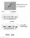 Fig. 33 - METHODS FOR THE INDUCTION OF A CELL TO ENTER THE ISLET 1+ LINEAGE AND A METHOD FOR THE EXPANSION THEREOF