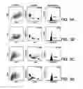 Fig. 04 - ANTI-ErbB2 ANTIBODIES