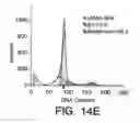 Fig. 19 - ANTI-ErbB2 ANTIBODIES