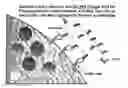 Fig. 01 - Use of beta-glucans against biological warfare weapons and pathogens including anthrax