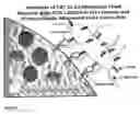 Fig. 07 - Use of beta-glucans against biological warfare weapons and pathogens including anthrax