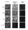 Fig. 01 - COMPOSITIONS AND METHODS FOR THE THERAPY AND DIAGNOSIS OF INFLUENZA