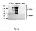 Fig. 06 - METHOD FOR DIAGNOSING AND TREATING CHRONIC PSYCHIATRIC ILLNESSES AND MARKERS AND TARGETS FOR SUCH METHODS