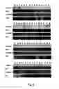 Fig. 09 - METHOD FOR DIAGNOSING AND TREATING CHRONIC PSYCHIATRIC ILLNESSES AND MARKERS AND TARGETS FOR SUCH METHODS