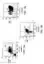 Fig. 04 - PROSPECTIVE IDENTIFICATION AND CHARACTERIZATION OF BREAST CANCER STEM CELLS