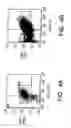 Fig. 05 - PROSPECTIVE IDENTIFICATION AND CHARACTERIZATION OF BREAST CANCER STEM CELLS