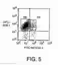 Fig. 06 - PROSPECTIVE IDENTIFICATION AND CHARACTERIZATION OF BREAST CANCER STEM CELLS