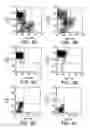 Fig. 07 - PROSPECTIVE IDENTIFICATION AND CHARACTERIZATION OF BREAST CANCER STEM CELLS