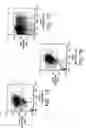 Fig. 08 - PROSPECTIVE IDENTIFICATION AND CHARACTERIZATION OF BREAST CANCER STEM CELLS