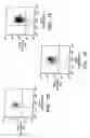 Fig. 09 - PROSPECTIVE IDENTIFICATION AND CHARACTERIZATION OF BREAST CANCER STEM CELLS