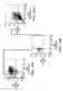 Fig. 14 - PROSPECTIVE IDENTIFICATION AND CHARACTERIZATION OF BREAST CANCER STEM CELLS