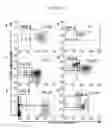 Fig. 28 - PROSPECTIVE IDENTIFICATION AND CHARACTERIZATION OF BREAST CANCER STEM CELLS