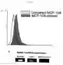 Fig. 33 - PROSPECTIVE IDENTIFICATION AND CHARACTERIZATION OF BREAST CANCER STEM CELLS