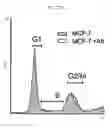 Fig. 43 - PROSPECTIVE IDENTIFICATION AND CHARACTERIZATION OF BREAST CANCER STEM CELLS