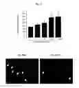 Fig. 02 - AGENTS AND METHODS FOR TREATMENT OF ANXIETY DISORDERS