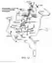 Fig. 33 - Compositions and methods for diagnosing and/or treating influenza infection