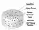 Fig. 01 - ARTICLES AND METHODS FOR REPAIRING DAMAGED NERVOUS TISSUE