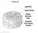 Fig. 05 - ARTICLES AND METHODS FOR REPAIRING DAMAGED NERVOUS TISSUE