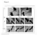 Fig. 07 - METHODS AND COMPOSITIONS FOR BONE HEALING BY PERIOSTIN