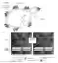 Fig. 02 - Clay interlaced yeast compositions and methods of utilizing the same