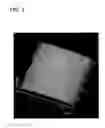 Fig. 04 - Adsorbent for the removal of blood cells