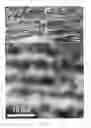 Fig. 09 - Self assembled multi-layer nanocomposite of graphene and metal oxide materials