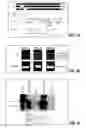Fig. 02 - Peptide sequence that promotes tumor invasion