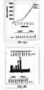 Fig. 07 - Peptide sequence that promotes tumor invasion