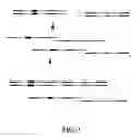 Fig. 04 - METHODS FOR CELL GENOTYPING