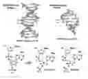Fig. 01 - RNA-selective hybridization reagent and use of the same