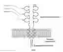 Fig. 01 - Method for producing human antibodies with properties of agonist, antagonist, or inverse agonist