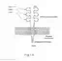Fig. 02 - Method for producing human antibodies with properties of agonist, antagonist, or inverse agonist