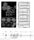 Fig. 01 - Episomal fusion gene