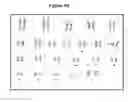 Fig. 07 - METHODS AND COMPOSITIONS FOR GROWTH OF CELLS AND EMBRYONIC TISSUE ON A SYNTHETIC POLYMER MATRIX